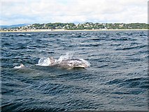 NO4630 : Dolphins in the Firth of Tay by Lis Burke
