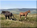 SS9685 : Ponies on the common near Mynydd Maendy by Nigel Davies