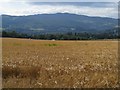 Field of barley