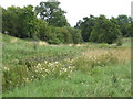 Wildflower meadow