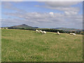 Grazing field at Howahill Farm