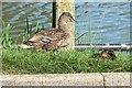 Mallard and chicks