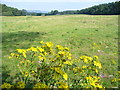 Grassland by Deerleap Wood