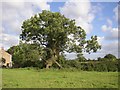 Ash Tree, Haighton