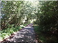 Canopy of green