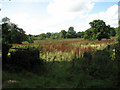 View west across wetland