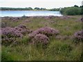 Heather at Llyn Llech Owen