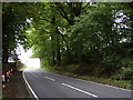 Dense trees by the A811