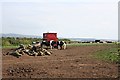 Cattle Feeding Station