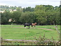 SJ3621 : Horses grazing at Low Bank by John Haynes
