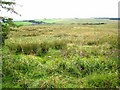 Rough grazing above Elsdon