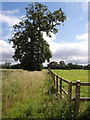 Tree and fence, Yeovil Marsh