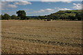 Stubble field at Aberhafesp