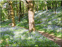 SD2296 : Bluebell wood near Seathwaite by Andrew Hill