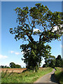 An oak tree on Hoole House Road