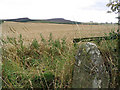NU0307 : Cornfield north-northeast of Lorbottle by Walter Baxter