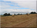 Crop field near Townsend Farm