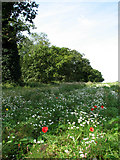 TG1332 : Wild flowers in field adjacent to The Avenues by Evelyn Simak