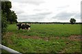 Cows in field