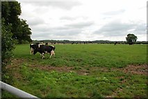 SJ7724 : Cows in field by Paul Sumner