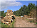 Log stacks in Leithope Forest