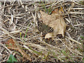 Speckled wood (Pararge aegeria)