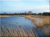 TA0523 : Reedbed in January by David Wright