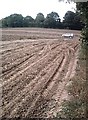 Potato Field