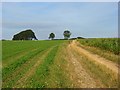 Bridleway above Alton Pancras