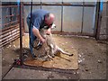 Sheep Shearing at the Brink farm