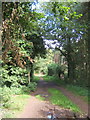 Track through the trees