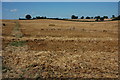 Stubble field at Swinley Green