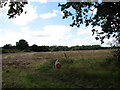 View south towards Baconsthorpe Wood