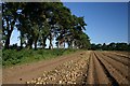 Onion field at Lodge Heath