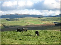 NT4311 : Cattle, Loch Rig by Richard Webb