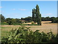 Late summer countryside with poplars