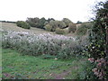 Field off Butterhill Bank