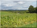 Maize Field