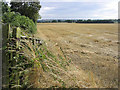 Farmland east-southeast of Needless Hall