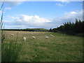 Grazing land near Greens of Burgie