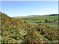 Bracken on Inner Hill