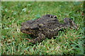 Common Toad (Bufo bufo)