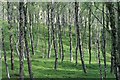 NH8608 : Young Birch Plantation, Dalraddy by Mick Garratt