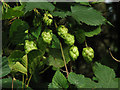 TG3316 : Hop (Humulus lupulus) vines on a hazel tree by Evelyn Simak