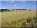 Harvest field at Branxholmtown