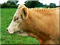 Steer, Tadpole Farm, Blunsdon