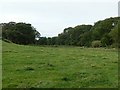 Trees beside the meadow