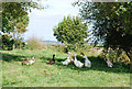 Ducks on Manor Farm, Lower Nyland