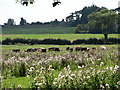 Cattle grazing on a pasture near Burgh Stubbs