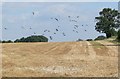 Crows in flight